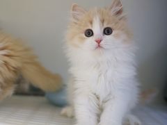 -lincat·猫舍(广州店)