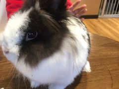 -藦茜花园宠物主题亲子互动体验馆(国顺东路店)