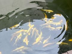 -觀芷隐轩
