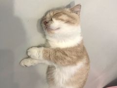 -糯米喵星人·撸猫猫舍咖啡馆(西市场嘉华店)