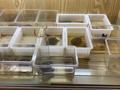 -灵龟之家百象馆(百象馆联合旗舰店)