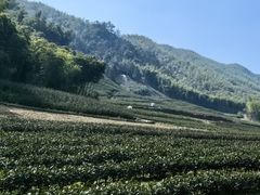 -龙坞茶村