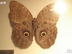 -上海昆虫博物馆