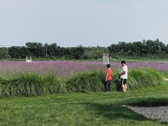 -北京东方普罗旺斯薰衣草庄园
