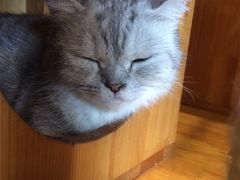 -喵园·猫主题咖啡厅·撸猫·猫咖(国贸店)