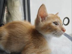 -安安宠医宠物医院·异宠·犬猫内科(岳阳分院)