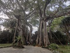 -瑞丽独树成林风景区