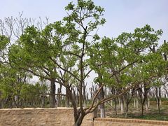 -东疆建设开发纪念公园