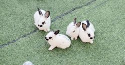 -萌宠亲子动物乐园(槐房万达店)