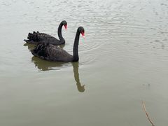 -长兴太湖图影湿地文化园