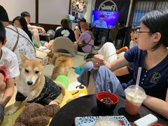 -逗柴咖啡屋·狗咖猫咖宠物桌游