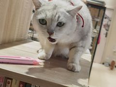 -藏猫猫咖啡主题馆(中央大道店)