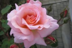 -记号刺青tattoo纹身工作室