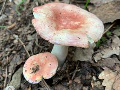 -帽儿山国家森林公园