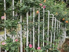 -人民公园(罗湖区)