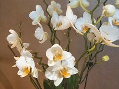 -冶春茶社(太和广场店)