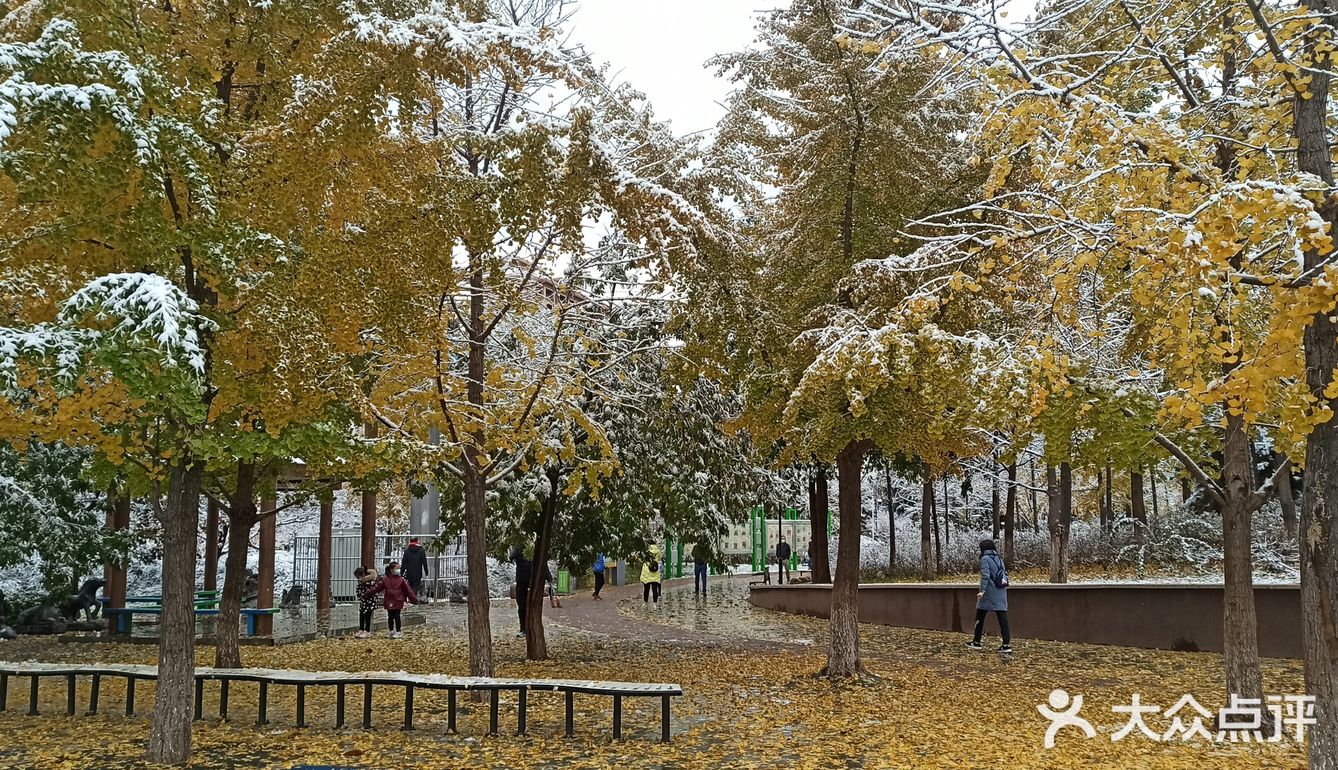 东环公园雪景和黄叶