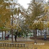 东环公园雪景和黄叶