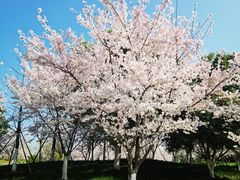-径山花海