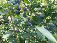 -金谷域澳洲庄园