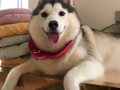 -Husky Go! 哈士奇体验馆·宠物咖啡厅狗咖