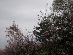 -天适樱花悠乐园