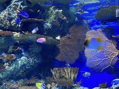 -上海海洋水族馆