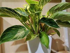 -好利来(紫竹院店)