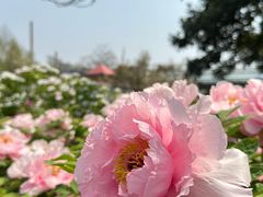 -洛阳市隋唐城遗址植物园