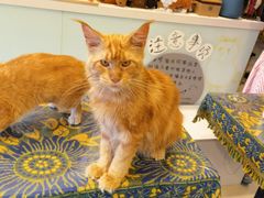 -平行世界·猫咖(首经贸店)