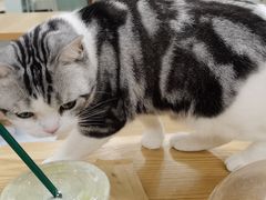 -有喵·猫咖·狗咖·30几只猫10只小狗(岗厦店)