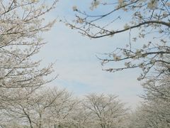 -上海辰山植物园