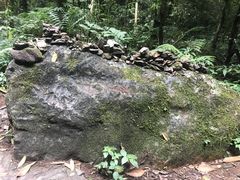 -莫里热带雨林景区