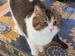 -平行世界·猫咖(首经贸店)