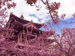 -西安青龙寺遗址景区