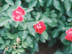 -宝鸡植物园