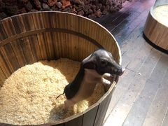 -正佳雨林生态植物园