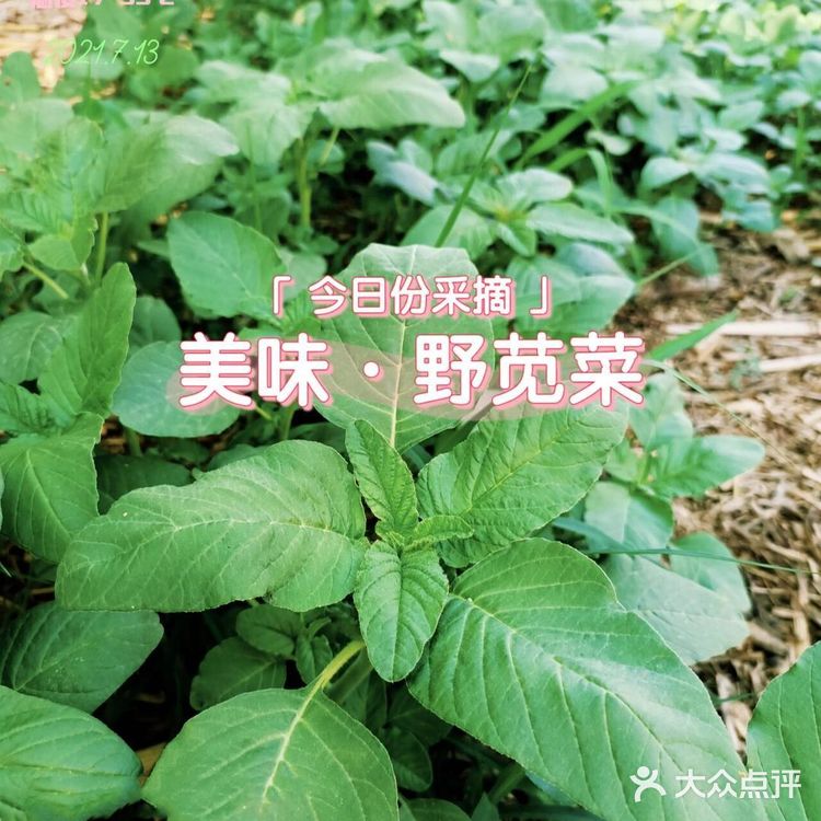 美味野菜之·野苋菜