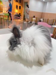 -Moni星球萌宠·小马宝莉·灵蛇·高端高阶全萌宠互动体验俱乐部(红豆国际广场店)