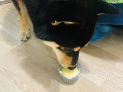-柴迷FANS CLUB·柴犬狗咖·猫咖
