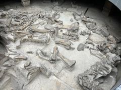 -自贡恐龙博物馆