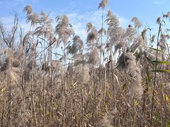 -昆山城市生态森林公园