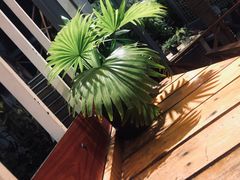-Rainforest