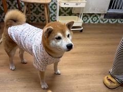 -是阿柴呀！柴犬咖啡·爱喵喵猫咖