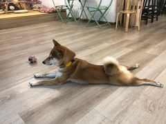 -柴迷FANS CLUB·柴犬狗咖·猫咖