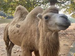 -杭州野生动物世界