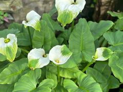 -国家植物园南园