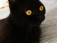 -喵屿·大理花园猫咖