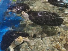 -顺德南宏海立方海洋公园