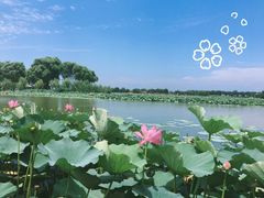 -白洋淀景区
